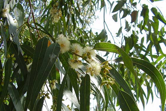 L’huile essentielle d’Eucalyptus globulus