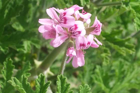 L’huile essentielle de Geranium Bourbon