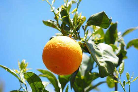 L’huile essentielle d’Orange douce